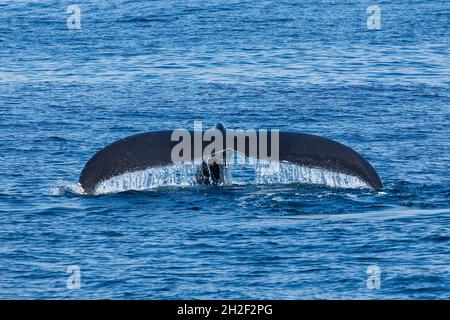 Une baleine à bosse lève sa queue tout en plongeant dans la baie de Samana, en République dominicaine. Banque D'Images