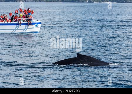 Une baleine à bosse dans les aires de reproduction et de vêlage de la baie de Samana, en République dominicaine. Banque D'Images