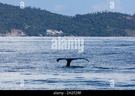 Une baleine à bosse lève sa queue tout en plongeant dans la baie de Samana, en République dominicaine. Banque D'Images