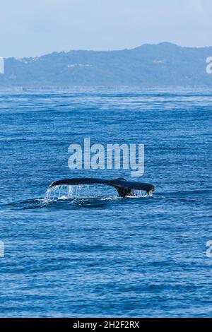 Une baleine à bosse lève sa queue tout en plongeant dans la baie de Samana, en République dominicaine. Banque D'Images