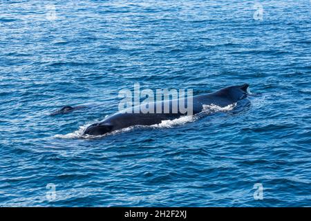 Une baleine à bosse de mère et de veau dans les aires de reproduction et de mise au vêlage de la baie de Samana, en République dominicaine. Banque D'Images