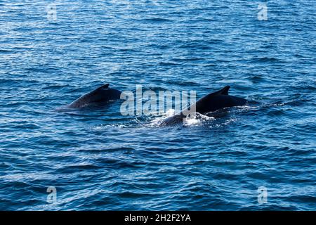 Une baleine à bosse de mère et de veau dans les aires de reproduction et de mise au vêlage de la baie de Samana, en République dominicaine. Banque D'Images