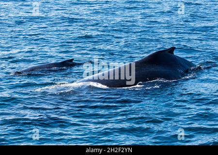 Une baleine à bosse de mère et de veau dans les aires de reproduction et de mise au vêlage de la baie de Samana, en République dominicaine. Banque D'Images