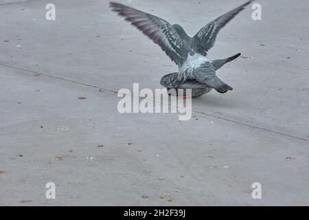 deux pièces de colombes et de pigeons sur un sol en béton blanc. Banque D'Images