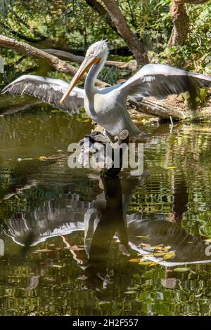 Le pélican dalmatien (Pelecanus crispus) debout sur un tronc d'arbre dans l'eau avec son miroir. Banque D'Images