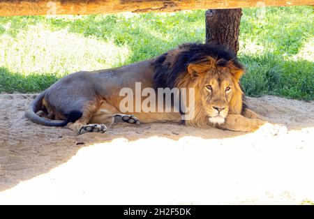 Le Lion asiatique de repos - Panthera leo persica, en captivité. Banque D'Images