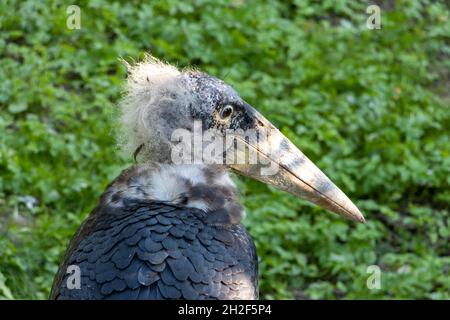 Le portrait de la cigogne du marabout (Leptoptilos crumenifer) Banque D'Images