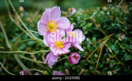 Gros plan de la belle autum rose Japanes Aenmone (Anemone japonica) en fleur Château de Penrhyn Bangor pays de Galles Royaume-Uni Banque D'Images