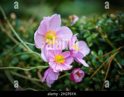 Gros plan de la belle autum rose Japanes Aenmone (Anemone japonica) en fleur Château de Penrhyn Bangor pays de Galles Royaume-Uni Banque D'Images