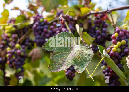 branches et feuilles séchées et fruits du vignoble affectés par les ravageurs du jardin Banque D'Images