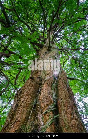 Vue en plein ciel sur le tronc d'un séquoias côtier géant (Sequoia sempervirens) en pleine croissance au pays de Galles Banque D'Images