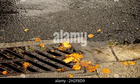 l'eau de pluie coule dans un égout avec quelques feuilles d'arbre séchées à côté de l'asphalte de la rue Banque D'Images