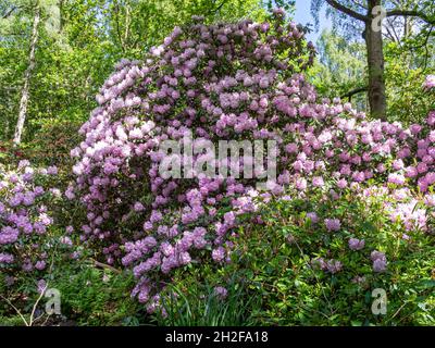 Fleur de Rhododendron pourpre dans un bois Banque D'Images