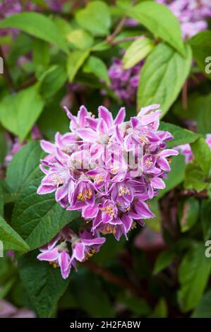 Gros plan de Deutzia x hybrida Mont Rose grappe de fleurs un arbuste à feuilles caduques rustiques et à fleurs roses violettes à fleurs Banque D'Images