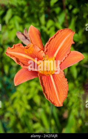 Gros plan du jour Lily Hemerocallis fulva avec des fleurs orange brunes contre des feuilles vertes une vivace herbacée qui est semi-vert permanent et entièrement robuste Banque D'Images