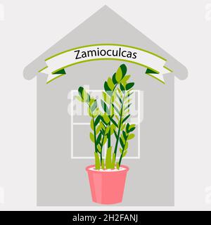 Joli arbre de dollar de Zamiokulkas dans un vase.Fleur de maison dans un pot pour la décoration de la chambre.Illustration vectorielle d'une plante verte pour un bureau à plat. Illustration de Vecteur