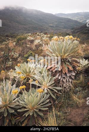 Paysages des paramos colombiens (écosystème alpin des Andes) Banque D'Images