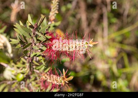 Callistemon viminalis, arbuste à fleurs rouges, à Sydney, en Australie, le jour du printemps Banque D'Images