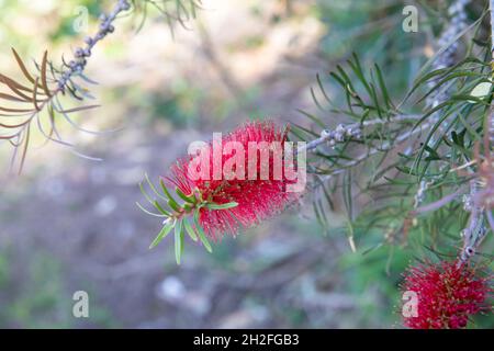 Callistemon viminalis, arbuste à fleurs rouges, à Sydney, en Australie, le jour du printemps Banque D'Images