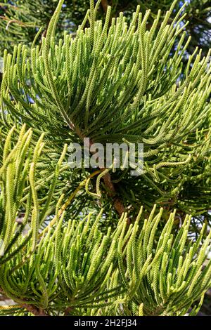 Pins de l'île Norfolk, araucaria heterophylia, gros plan de la branche et des feuilles de cet arbre dans un parc de Sydney, Nouvelle-Galles du Sud, Australie Banque D'Images