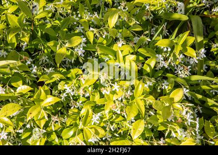 Trachelospermum jasminoides star chinoise jasmin ou confédéré jasmin ou jasmin méridional, ici croissant à Sydney Australie comme blanc de fond Banque D'Images