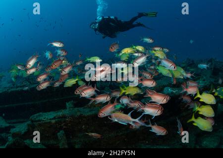 La scolarisation des poissons sur la divesite du Tiegland au large de l'île néerlandaise de Sint Maarten Banque D'Images