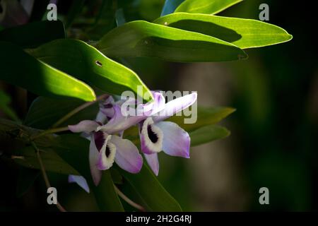 Photo en gros plan de la fleur Dendrobium nobile Banque D'Images