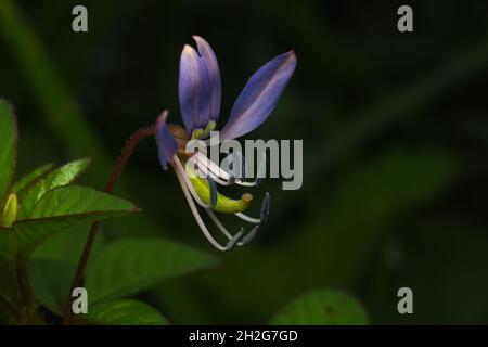 Photo en gros plan de la fleur pourpre de Cleome. Banque D'Images