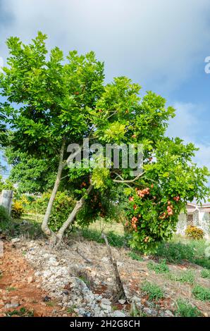 Ackee Tree avec fruits Banque D'Images