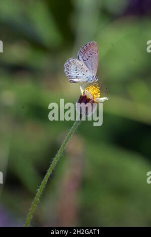 Papillon bleu à herbe, Zizina otis, sur fleur, Saba, Gianyar,Bali, Indonésie Banque D'Images