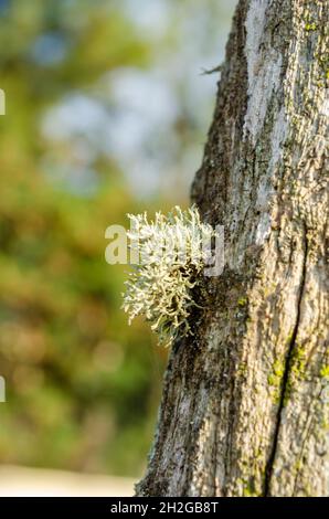 Petite lichen de renne sur poteau Banque D'Images