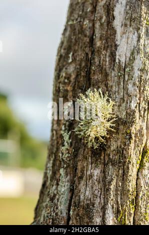 Petite étiquette de lichen sur le montant Banque D'Images