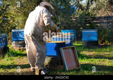 apiculteur recueille le miel frais des ruches dans la nature. apiculture Banque D'Images