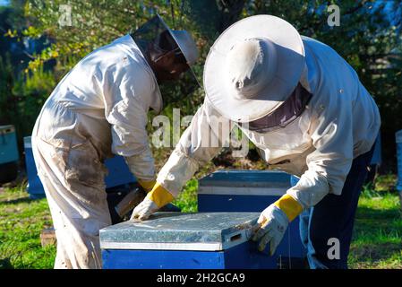 apiculteur recueille le miel frais des ruches dans la nature. apiculture Banque D'Images