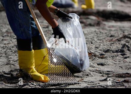 San Diego, Californie, États-Unis.20 octobre 2021.Les membres et les entrepreneurs de la Garde côtière des États-Unis ramassent des boules de goudron sur le sable de la Jolla's Black's Beach à San Diego.Les boules de goudron qui ont lavé le minerai d'un déversement d'hydrocarbures qui s'est produit au large de la côte du comté d'Orange plus tôt dans le mois.(Image de crédit : © K.C.Fil de presse Alfred/ZUMA) Banque D'Images