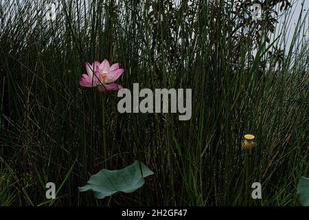 Un seul lotus sacré entre l'herbe de taureau sur un étang.Points de mise au point sélective Banque D'Images