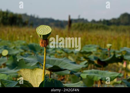 Un seul réceptacle carpellaire du lotus sacré sur un étang.Points de mise au point sélective Banque D'Images