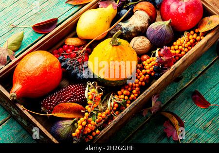 La vie en automne des citrouilles, champignons, pommes, figues et baies. Nourriture automnale de saison Banque D'Images