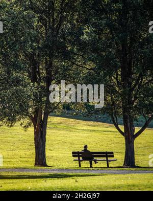 Homme assis seul au soleil sur le banc du parc entre de grands eucalyptus Banque D'Images