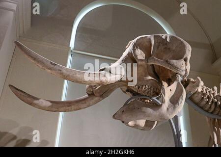 Reportage Musée d'Histoire naturelle, Palais Longchamp, Marseille Banque D'Images