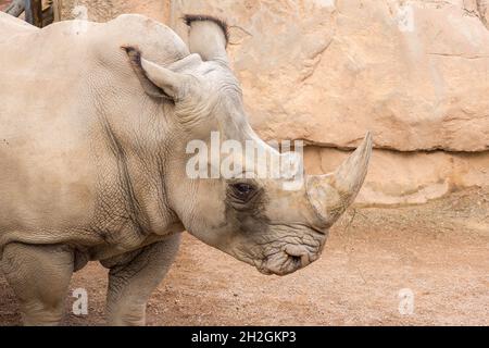 Rhinocéros également connu sous le nom de rhinocéros, spécimen Lonely dans un parc bio, détail de la tête et des yeux tristes de corne Banque D'Images
