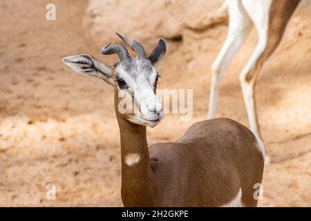 La gazelle Eudorcas Thomsonii de African Thomson.Gazelle de Thomson, Eudorcas thomsonii, Bovidae, Antilopinae, Artiodactyla Banque D'Images