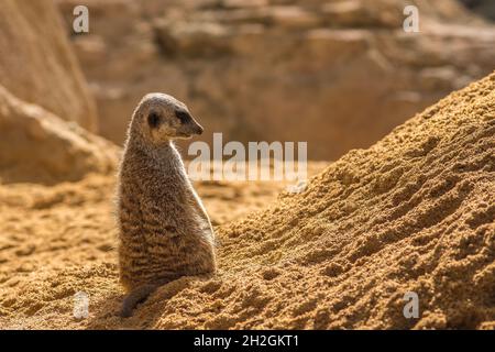 Meerkat debout regardant l'horizon sur la garde curieux geste, avec des couleurs chaudes et la lumière du soleil, suricata, suricata Banque D'Images