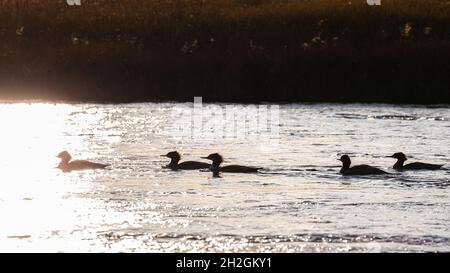 Scène naturelle de canards flottants silhouettés sur la surface de la rivière avec lumière du soleil dorée avant le coucher du soleil. Banque D'Images