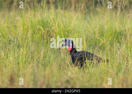 Abyssinian Ground Hornbill - Bucorvus abyssinicus, grand oiseau spécial des savanes africaines, Murchison Falls, Ouganda. Banque D'Images