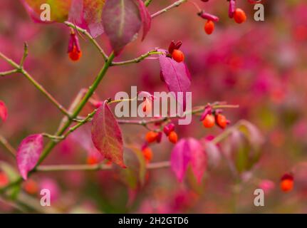 Superbes couleurs automnales à l'arboretum Westonbirt, l'arboretum national, Tetbury, Gloucestershire, Royaume-Uni en automne - Euonymus alatus F. subtriflorus Banque D'Images