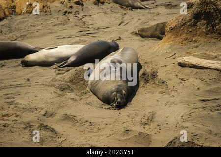 Sommeil de phoque d'éléphant avec bouche sourit sur le sable tourné vers l'appareil photo entre autres se reposant sur la plage | Piedras Blancas Elephant Seal Rookery Banque D'Images