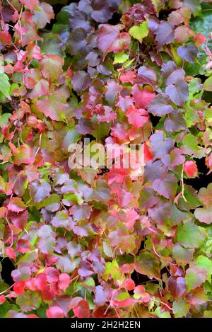 Londres, Angleterre, Royaume-Uni.Virginia Creeper (Parthenocissus quinquefolia) sur le mur de la Citadelle d'Amirauté dans la parade des gardes à cheval.Changement de couleur de Banque D'Images