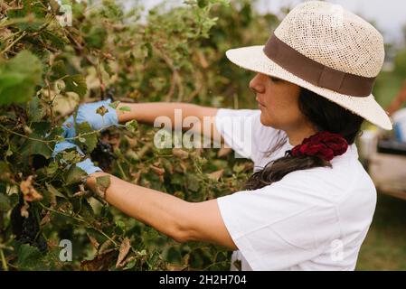jeune femme moissonnant du raisin pendant la récolte du raisin. femme travaillant à l'agriculture et à l'agriculture manuelle cueillant du raisin dans un vignoble à la campagne. c Banque D'Images
