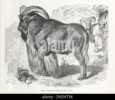 Le mouflon de Barbarie (Ammotragus lervia), également connu sous le nom d'aoudad est une espèce de capride originaire des montagnes rocheuses en Afrique du Nord, du livre « Royal Natural History » Volume 2 édité par Richard Lydekker, publié à Londres par Frederick Warne & Co en 1893-1894 Banque D'Images